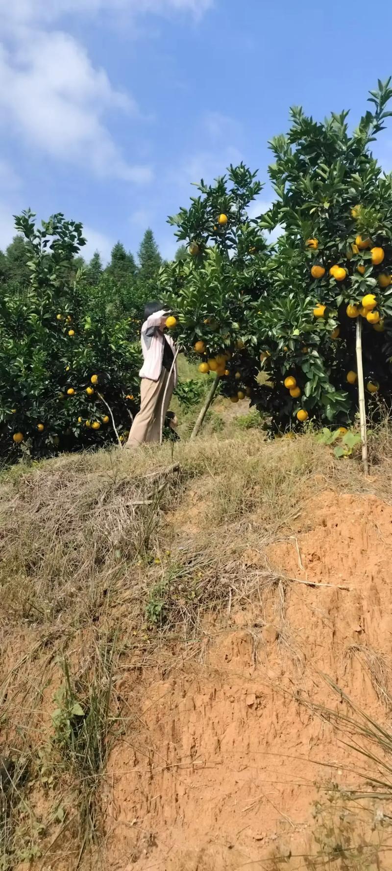 探寻赣南之味：赣州特产的多样魅力
